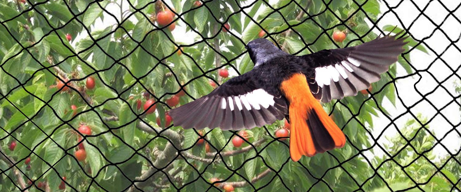 Bird Net Installation
